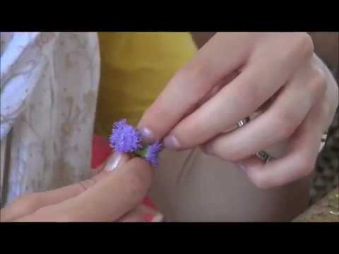 Radhe Syama virágai –  The flowers of Radhe-Syama