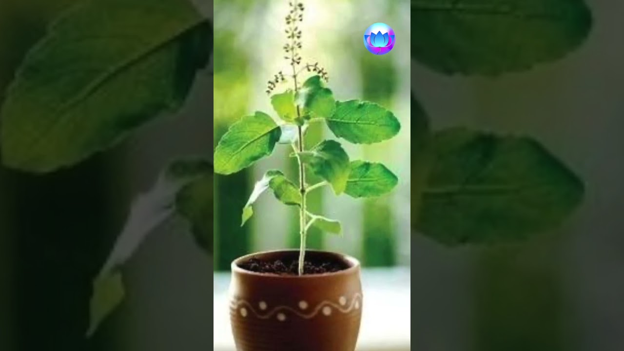 Mi a jelentősége a Tulasi nyakláncnak/karkötőnek? #shorts Bhaktipāda Gosvāmī