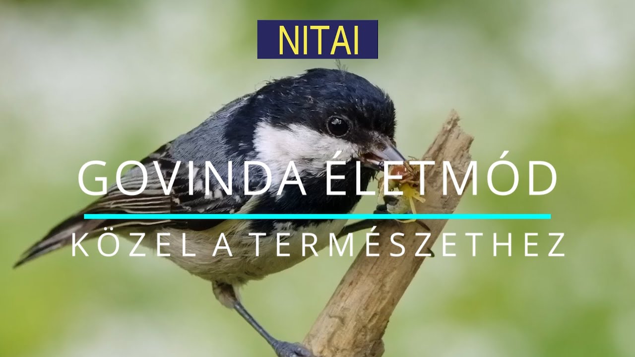 Miért élek egy kis faluban, Martinkán?