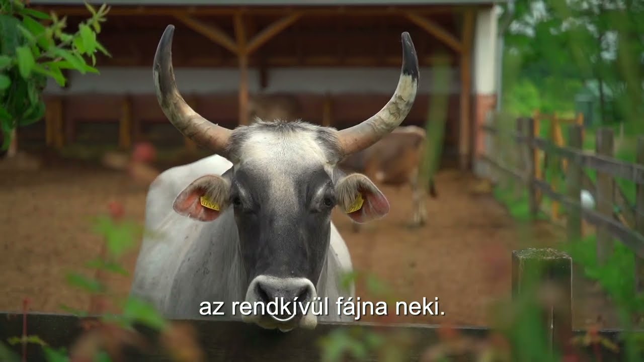 KrisnaNews: Karanténba zárva – amikor az ökrök élete a tét