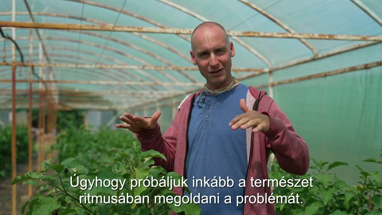 KrisnaNews: Biokertészeti titkok a nyárutón