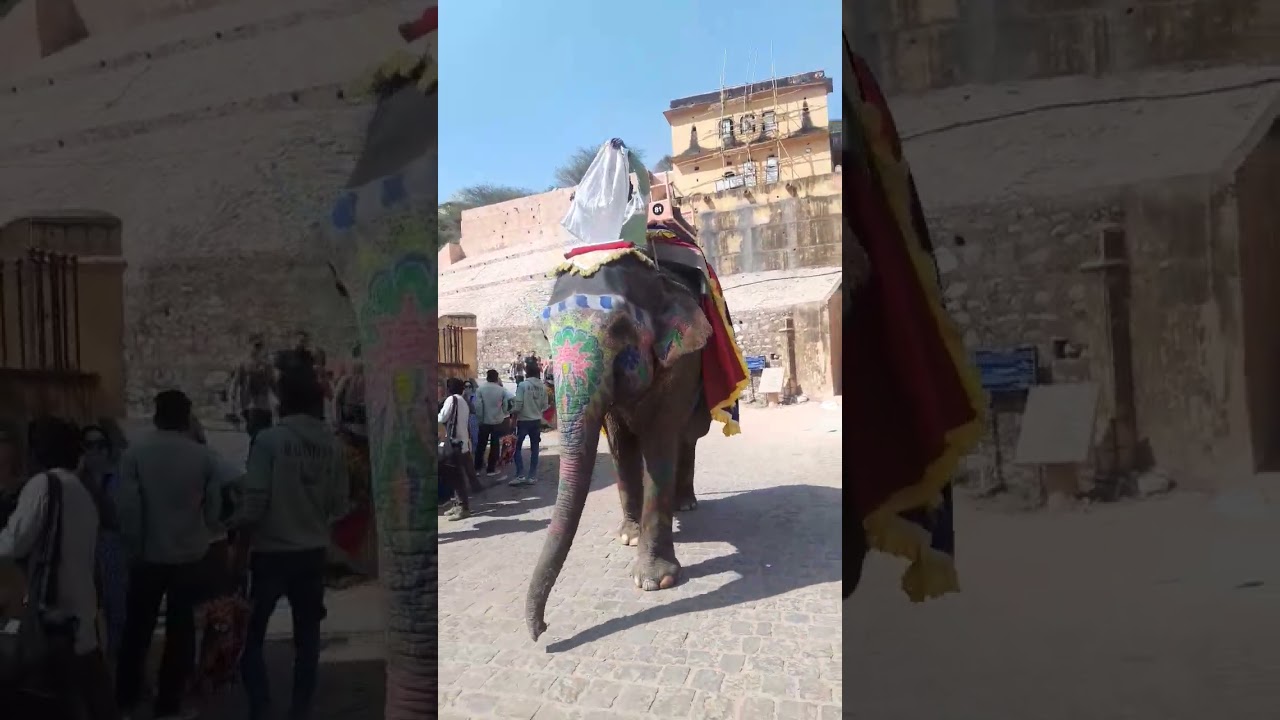 Jaipur elephant
