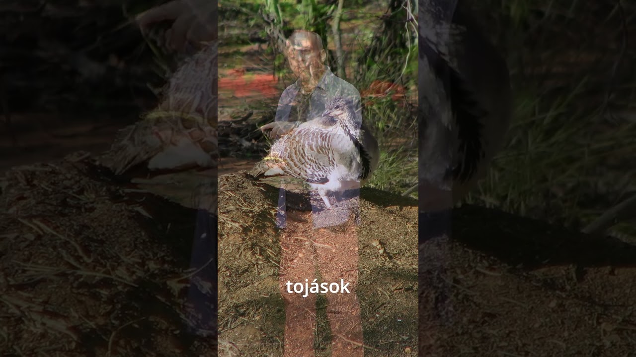 11. Ki születik meg következő életében lábastyúknak?