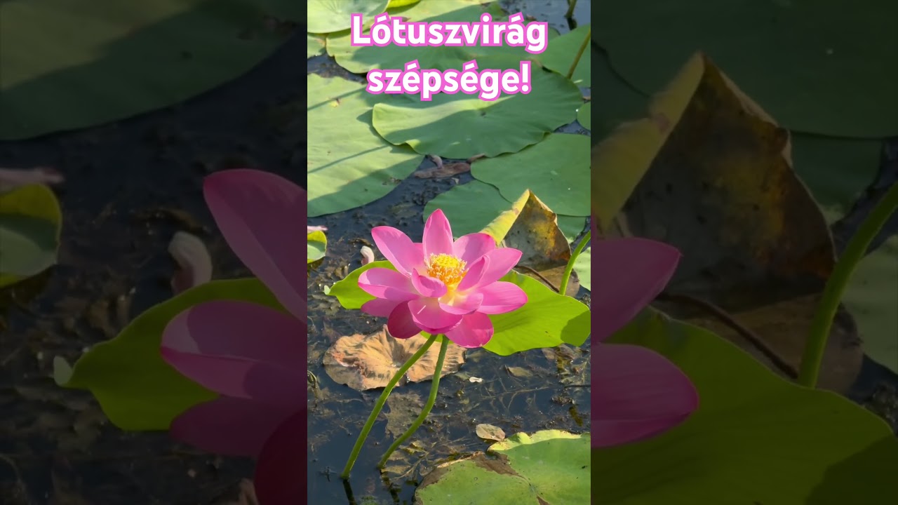 A Lótuszvirág szépsége￼! Bhaktipāda Gosvāmī