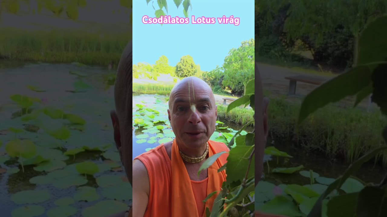 Krisna-völgyi Lotus virág￼!
