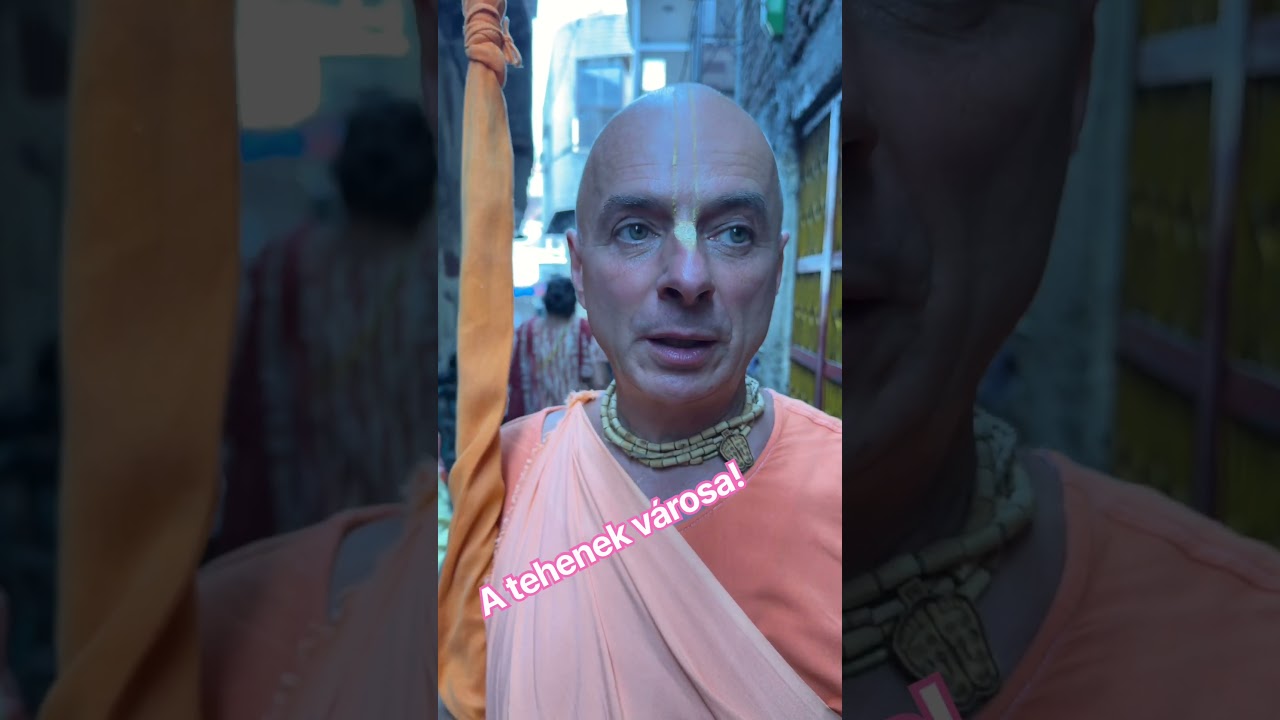 A tehenek városa!  Bhaktipāda Gosvāmī ￼